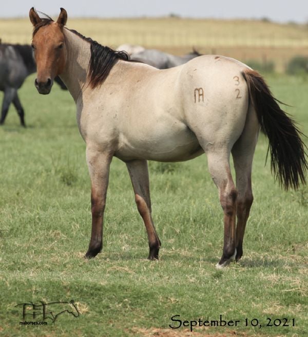 Montoya Sierra's 2020 Dun Roan Colt